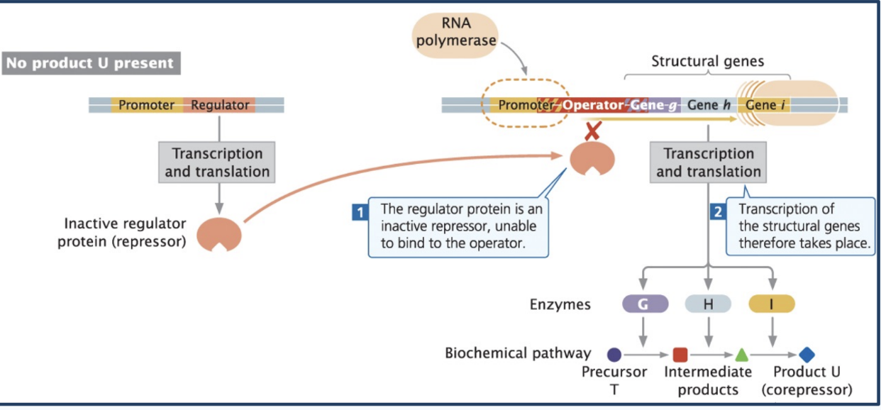 <p><span style="background-color: transparent;"><strong>Ex. of inducible operon</strong></span></p>