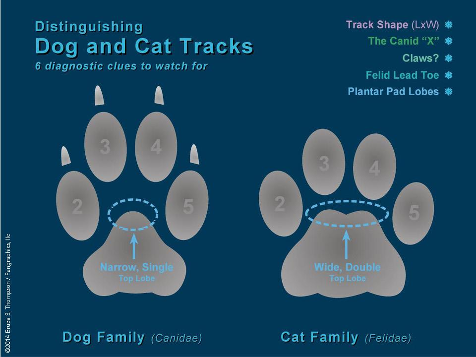 <p>Feline vs Canine Tracks</p>