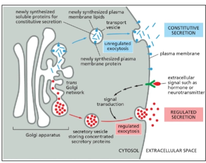 <p>In <em>all</em> eukaryotic cells</p><p>Continual delivery of proteins (both transmembrane and soluble) and lipids to the plasma membrane.</p>