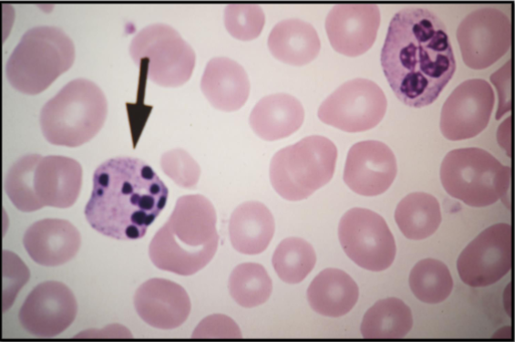 <p>What type of cell is this?</p>