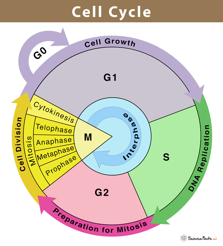 <p>Complete Cell Cycle Diagram</p>