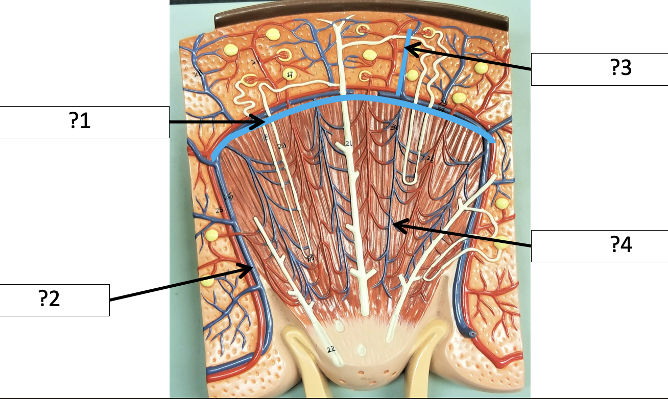 <p>1 Name the veins?</p>