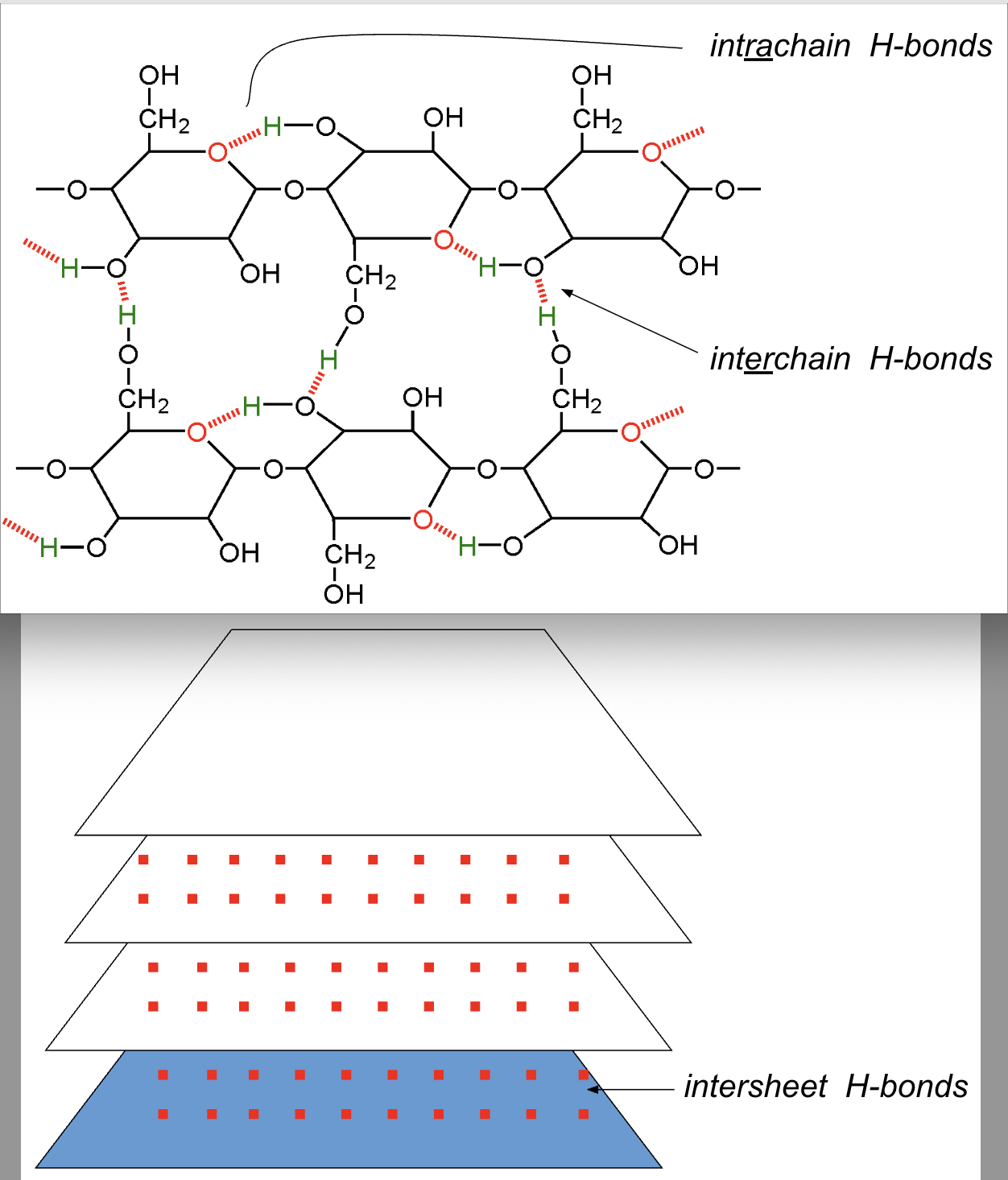 <p>What is the important property of cellulose? And what kinds of those abilities does cellulose show?</p>