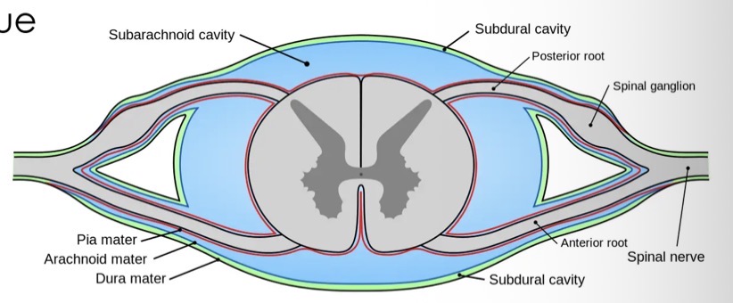 <ul><li><p>The spinal cord is protected by the three meningeal layers. </p></li><li><p>In the spinal cord the outer layer of the meninges is not joined to the bone but contains a space containing fat, connective tissue and blood vessels. </p></li><li><p>This allows the spinal cord to bend and the fat aids in protecting the spinal cord.</p></li></ul><p></p>