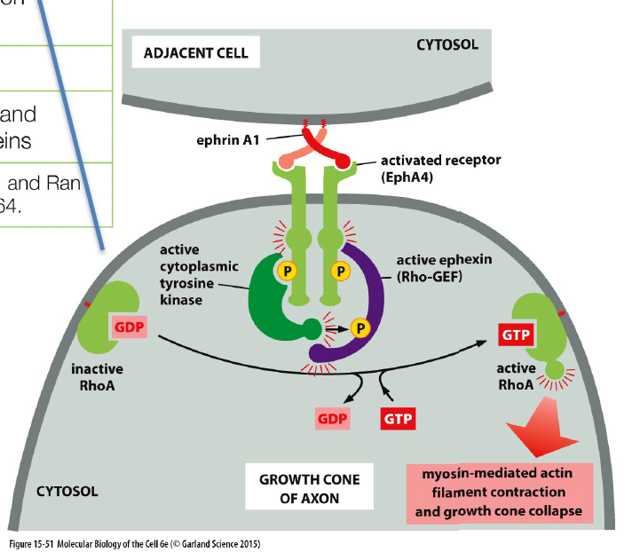 <p>Receptorer kan aktivere Rho-GEFs, som aktiverer Rho GTPases (fx RhoA).</p><p>Aktivt Rho regulerer actin-cytoskelettet og påvirker:</p><ul><li><p>cellebevægelse</p></li><li><p>kontraktion</p></li><li><p>growth cones</p></li><li><p>celleform</p></li></ul><p></p>