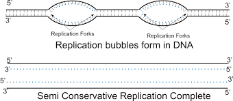 <p>- Replication bubbles are open regions of DNA where replication occurs, formed as DNA helicase separates parental strands at an origin of replication</p><p>- A typical eukaryote usually has multiple replication bubbles per chromosome</p>