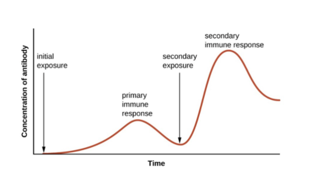 <ul><li><p><span><strong>Incubation Period (Entry &amp; Replication):</strong> The virus enters the body and begins replicating in host tissues, often without symptoms. Although asymptomatic, the person can still be contagious.</span></p></li><li><p><span><strong>Prodromal Period (Initial Symptoms):</strong> Early, non-specific symptoms appear, such as low-grade fever, malaise, and fatigue.</span></p></li><li><p><span><strong>Period of Illness (Active/Acute Phase):</strong> The infection reaches its peak. Specific symptoms manifest, such as cough, body aches, and high fever. The immune system works heavily to combat the virus, which is now at its highest count.</span></p></li><li><p><span><strong>Period of Decline:</strong> Symptoms begin to diminish as the immune system successfully lowers the number of virus particles.</span></p></li><li><p><span><strong>Convalescence (Recovery):</strong> The body repairs damage and symptoms subside completely, leading to recovery</span></p></li></ul><p></p>