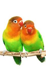<p>1) Birds are not related to dinosaurs and that they evolved from something else </p><p>2) Birds came off of the crocodilians linage (no much evidence here)</p><p>3) Birds are related to theropods and have come from them (most accepted)</p>
