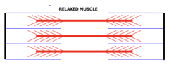 <p>Electrical impulse arrives at the relaxed muscle via the CNS</p>