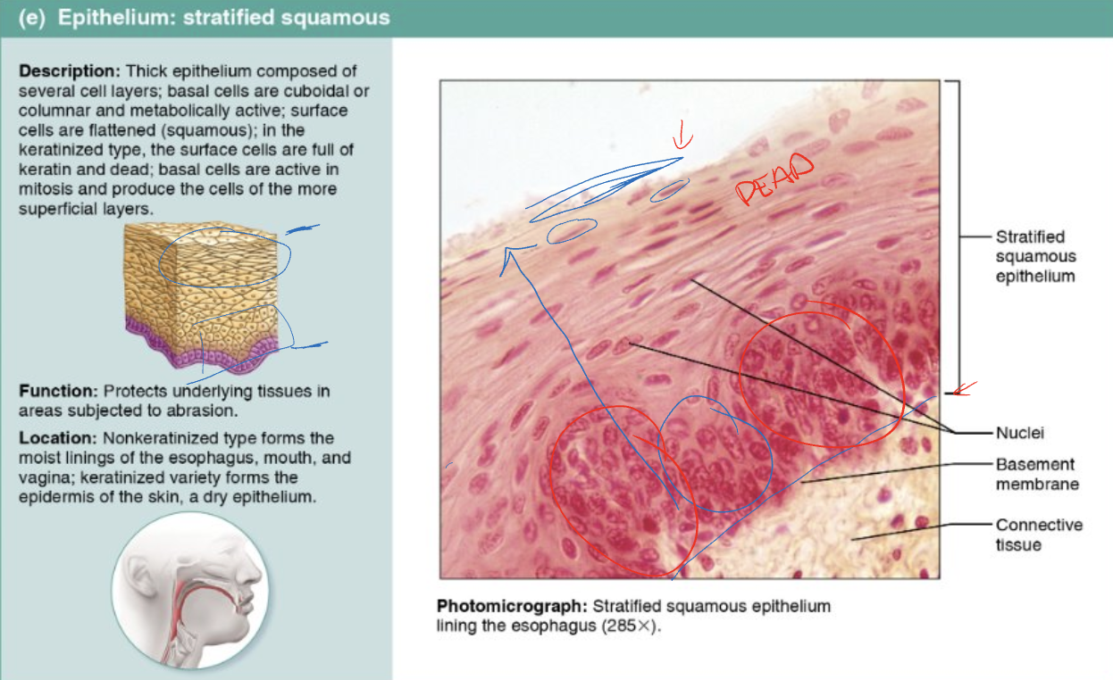 <p>Describe the structures, functions, and locations of <strong>stratified squamous</strong></p>