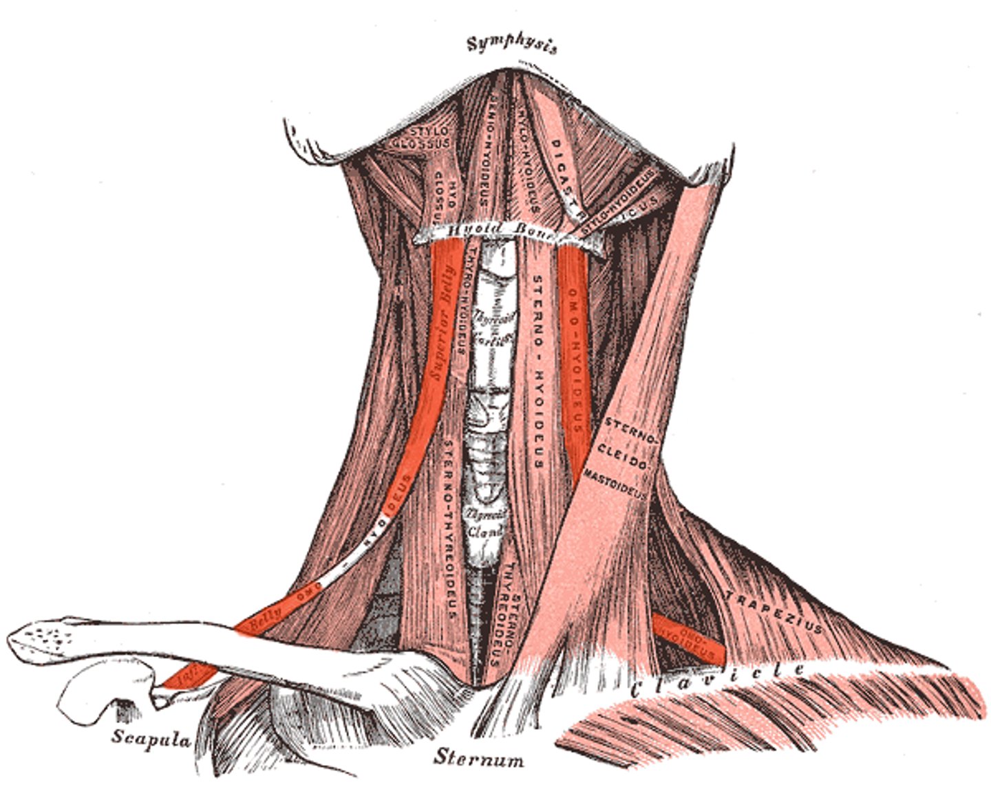 <p>depresses hyoid</p>