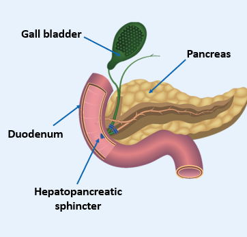 <p><span>Secretions from the duodenal wall mix with pancreatic and biliary secretions regulated by the <strong>hepatopancreatic sphincter </strong>(<em>sphincter of Oddi</em>)</span></p><p></p>