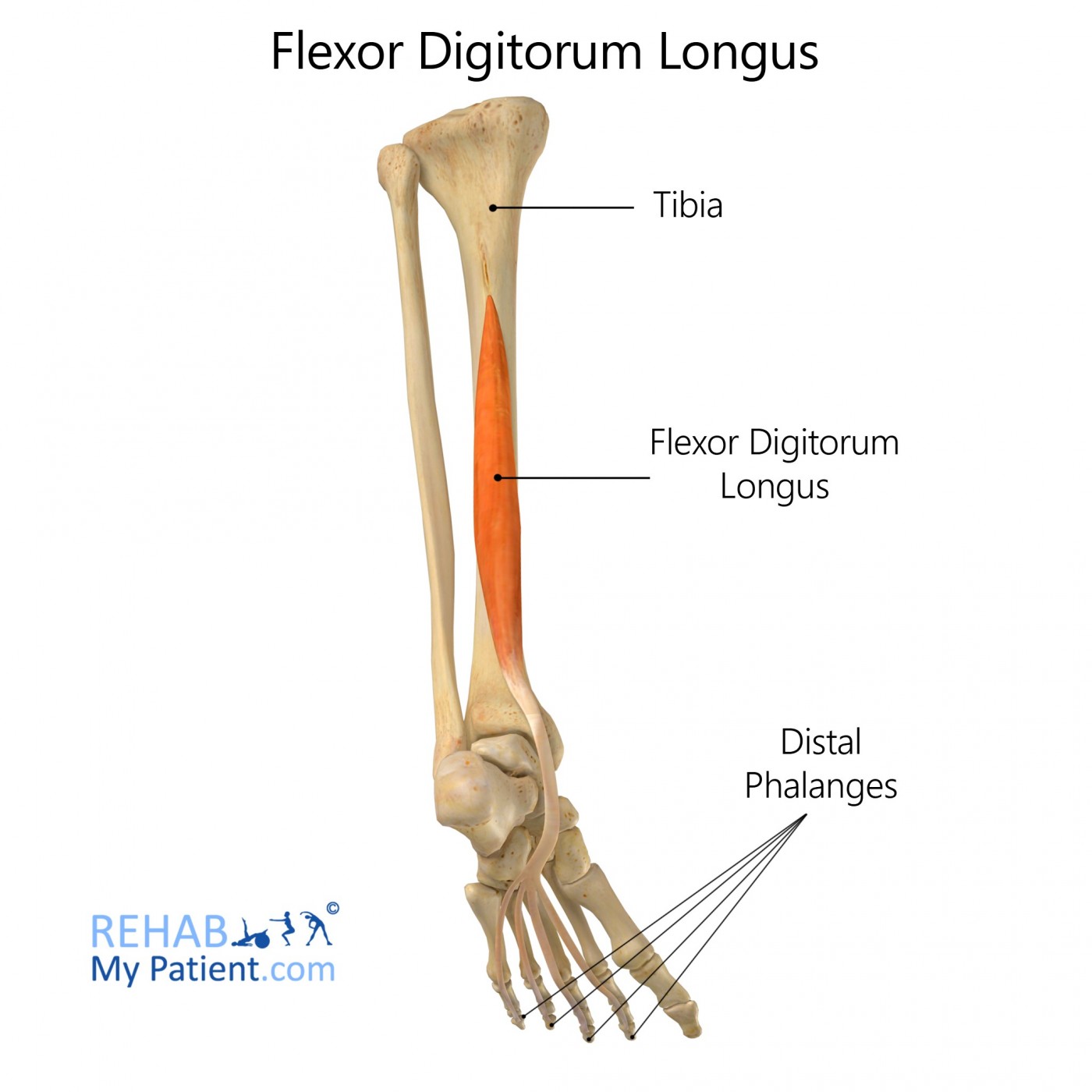 <p>posterior surface of middle portion of tibia </p>