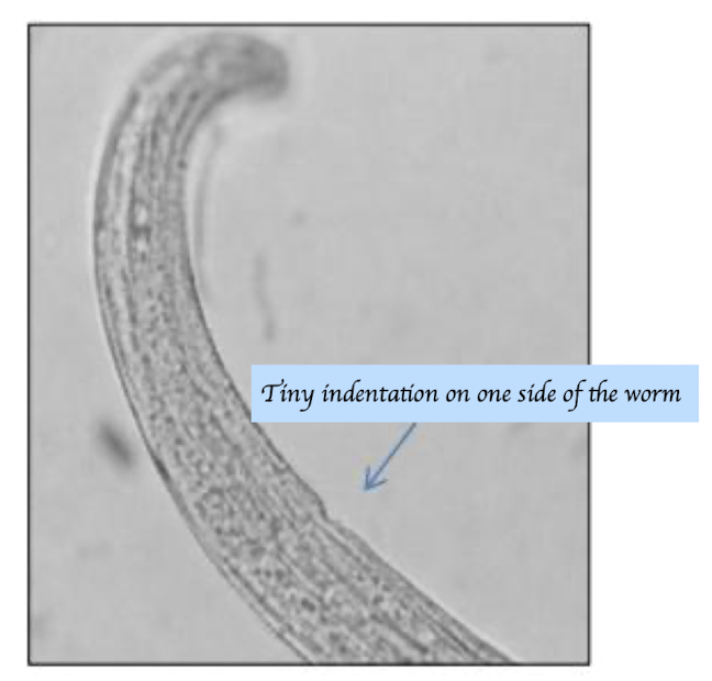 <ul><li><p>Very small, hair like worms (4-7mm)</p><ul><li><p>Smallest gastrointestinal nematodes in sheep</p></li></ul></li><li><p>Excretory pore at head end of the worm</p></li><li><p><strong>Female:</strong></p><ul><li><p>NO vulval flap </p></li><li><p><12 eggs uterus can be seen in the uterus </p></li></ul></li><li><p><strong>Male: </strong></p><ul><li><p>Bursa present </p></li><li><p>Short, unequal and dissimilar spicules </p></li></ul></li></ul><p></p>
