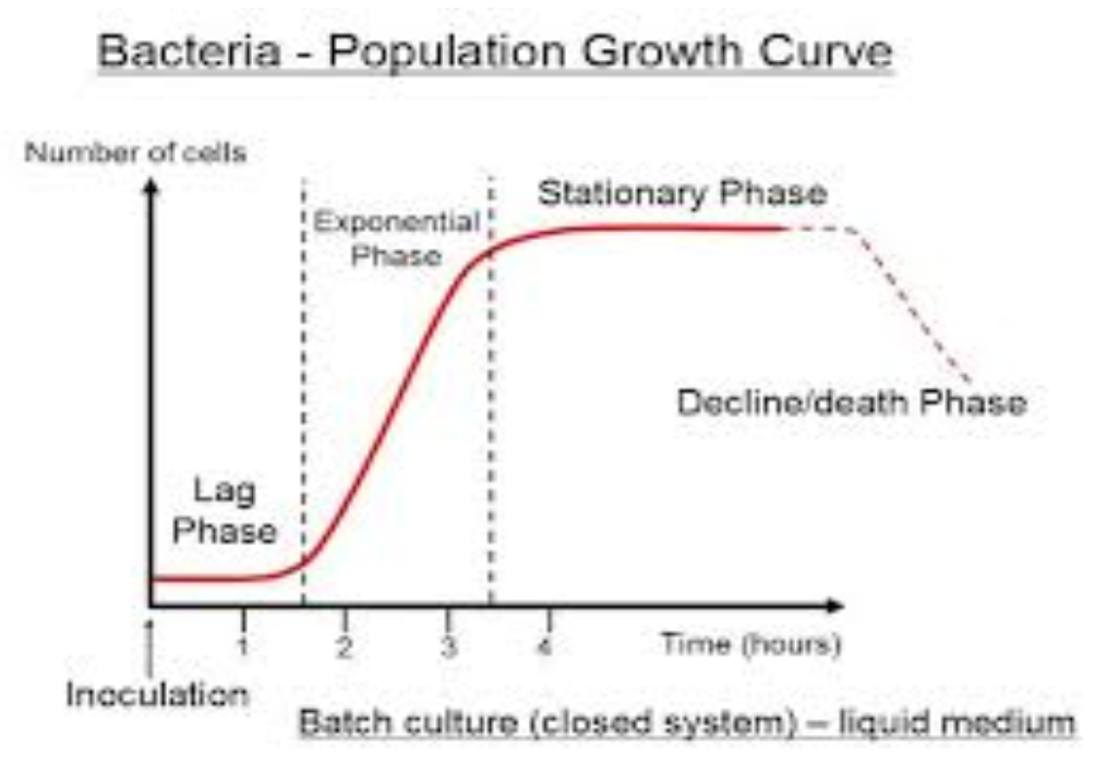 <p><span style="background-color: transparent; font-family: "Times New Roman", serif;">A growth curve can be used to describe the growth curve can be used to describe the growth of microorganisms in an environment with limited resources.&nbsp; It is a typical sigmoid curve.&nbsp; The four stages of the growth curve are as follows:</span></p><ol><li><p style="text-align: justify;"><span style="background-color: transparent; font-family: "Times New Roman", serif;"><strong>Lag phase:</strong> Growth is slow as the microorganisms are adapting to the conditions in the environment.</span></p></li></ol><ol start="2"><li><p style="text-align: justify;"><span style="background-color: transparent; font-family: "Times New Roman", serif;"><strong>Log/Exponential phase:</strong> The microorganisms reproduce rapidly and their numbers increase exponentially.</span></p></li><li><p style="text-align: justify;"><span style="background-color: transparent; font-family: "Times New Roman", serif;"><strong>Stationary phase:</strong> Eventually, the nutrients in the environment are exhausted.&nbsp; Toxic byproducts have also accumulated in the medium.&nbsp; At this stage, the net growth is zero and the number of microorganisms stabilizes.&nbsp;</span></p></li><li><p style="text-align: justify;"><span style="background-color: transparent; font-family: "Times New Roman", serif;"><strong>Death phase:</strong> In this stage, cells die faster than they are replaced and the microbial population decreases in size rapidly.</span></p></li></ol><p><br><br><br><br></p>