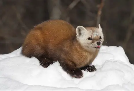 <p>What Mammal is this?</p>