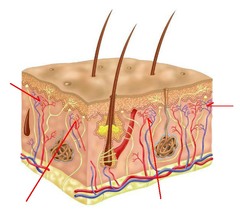 <p>superficial blood supply</p>