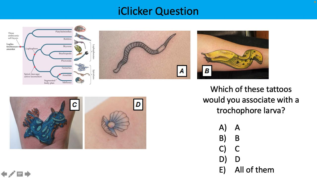 <p>Which of these tattoos would you associate with a trochophore larva?</p>