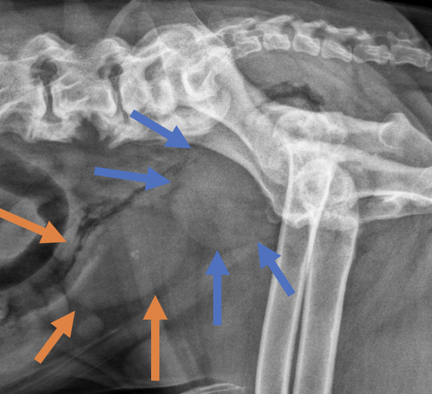<p>What organ is indicated by orange arrows?</p>