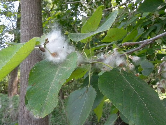 <p>native to AR</p><p>capsule fruits in catkins</p><p>leaves serrated </p><p>base is uneven, heart-shaped</p>