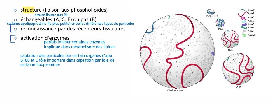 <p>synthèse souvent foie et intestin </p><p></p>