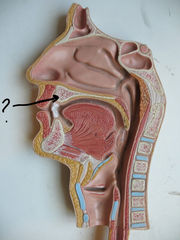 <p>Name this structure.</p>