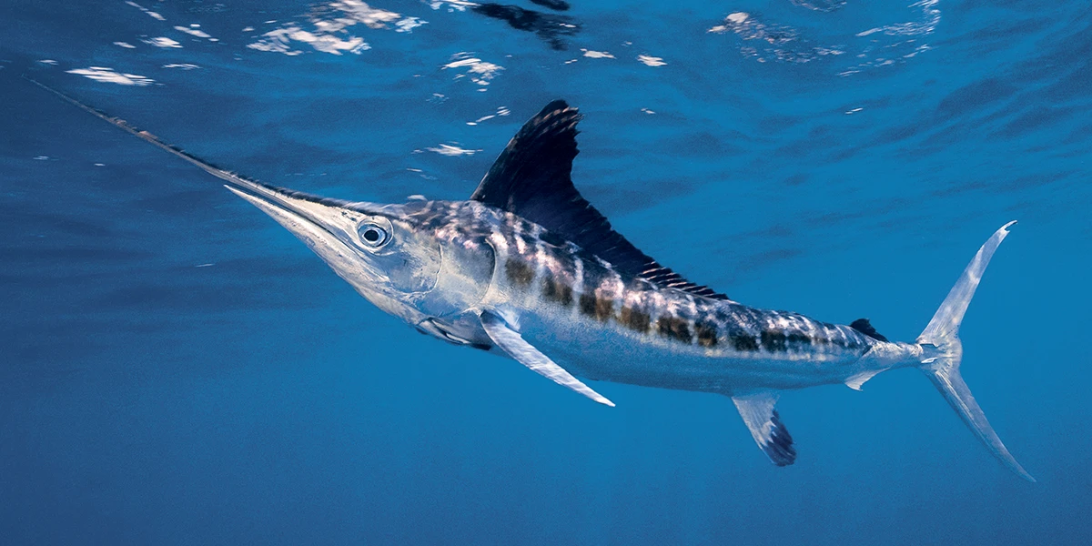 <p>How do billfish utilize <em>regional heterothermy</em>? </p>