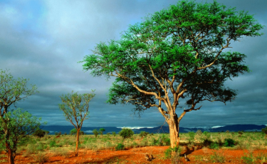 <p>Tropical savanna biomes</p>