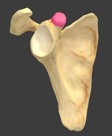 <p>pectoralis minor (O/I)</p>