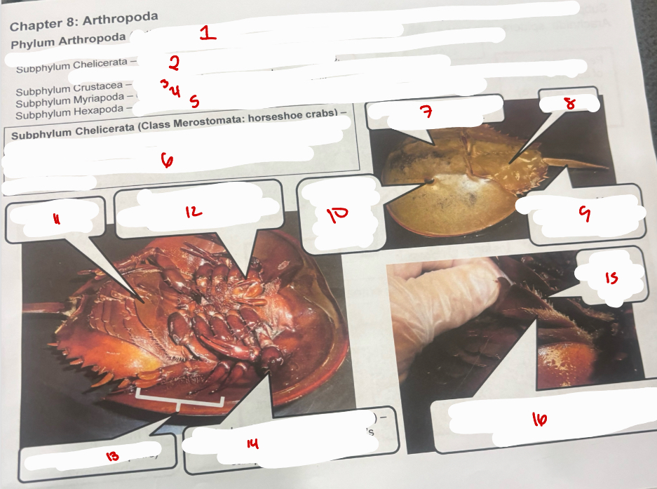 <p>Phylum Arthropoda </p>