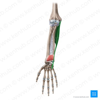 <p>Flexor Carpi Ulnaris</p>