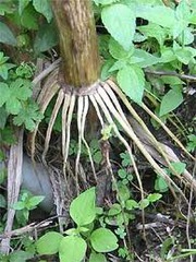 <p>bunches of fine, fibrous root filaments</p><p>- monocots</p>