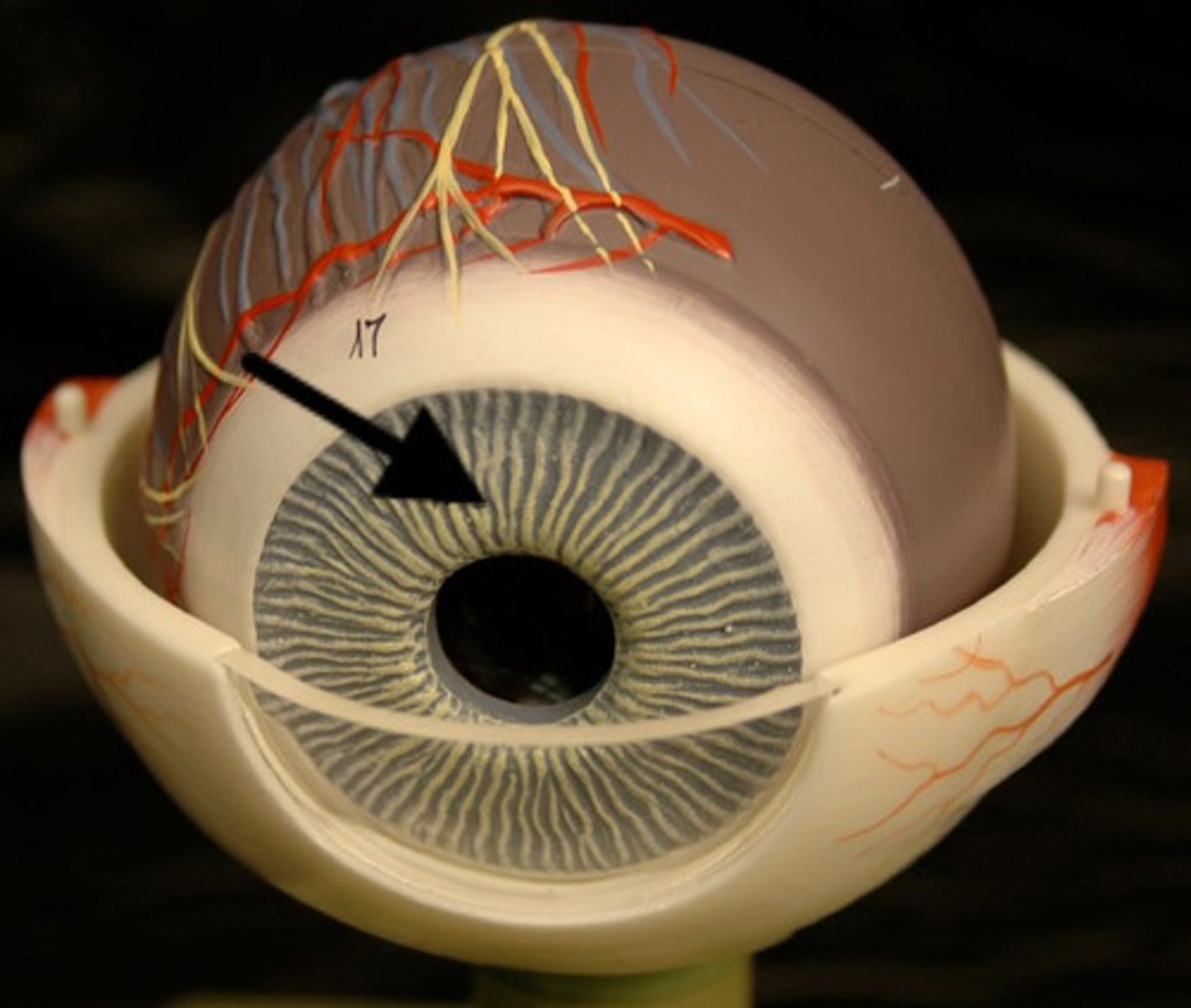 <p>A ring of muscle tissue that forms the colored portion of the eye around the pupil and controls the size of the pupil opening</p>