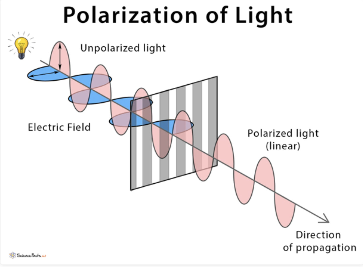 <p>the wave oscillates perpendicular to the direction of travel</p>