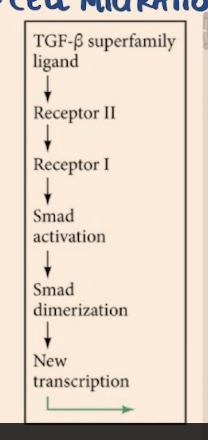 <p>that are sending kinase receptors that are going to phosphorylate the Smad, once phosphorylated it is what is going to take care of regulating gene expression </p>