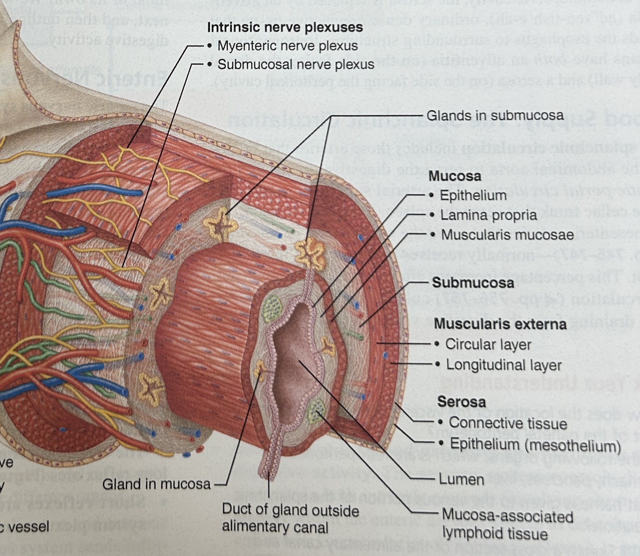 <p>Serosa (visceral peritoneum)</p>