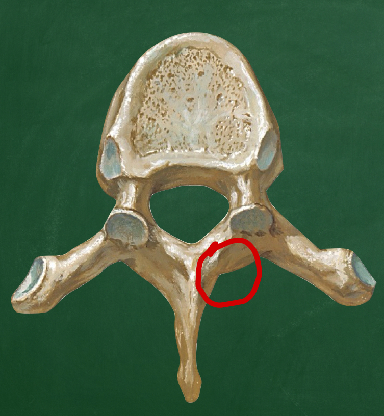 <p>What structure forms the posterior arch between the pedicles and spinous process?</p>