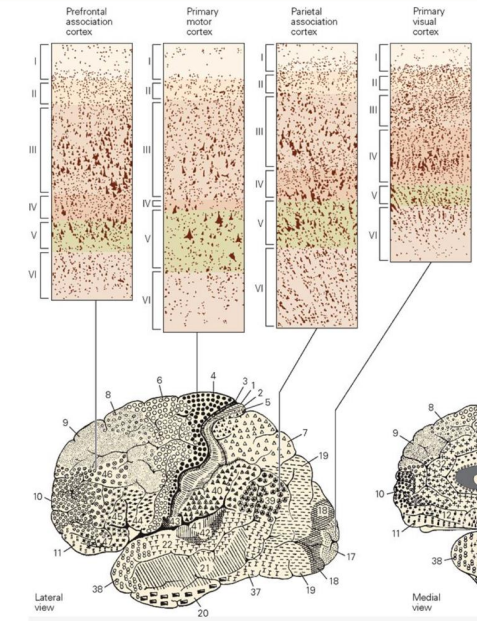 <ul><li><p>Sensory areas of cortex, such as the primary visual cortex, tend to have a very prominent internal granular cell layer (layer IV),</p></li></ul><p></p>