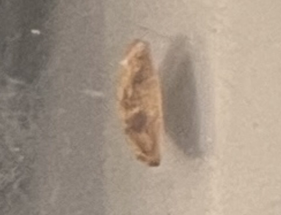 <p>What stage is this grasshopper at?</p>