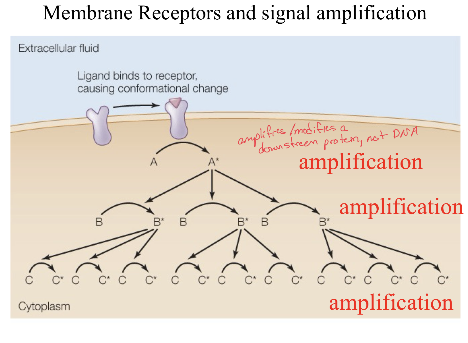 <p>When a ligand binds to a receptor, a conformational change is triggered.</p><p>This in turn causes product A to be activated. </p><p>This activated A then in turn activates many of product B</p><p>These many activated product B’s activate even more Product C molecules and this is how signals get amplified through a cascade of activation, increasing in targets every time. </p>