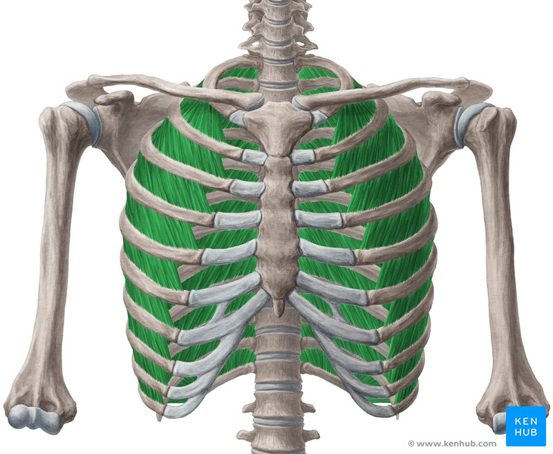 <p>muscles in between ribs (superficial)</p><ul><li><p>on <strong>external obliques</strong></p></li><li><p>same fiber directions: superior → inferior ; lateral → medial</p></li><li><p>“hands in <strong>pockets</strong>”</p></li></ul><p></p>