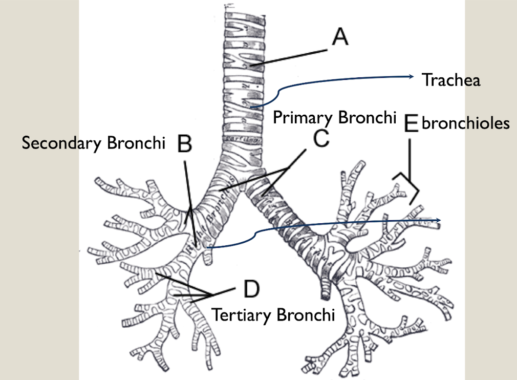 <p>trachea > primary bronchi > secondary bronchi > tertiary bronchi > bronchioles</p>
