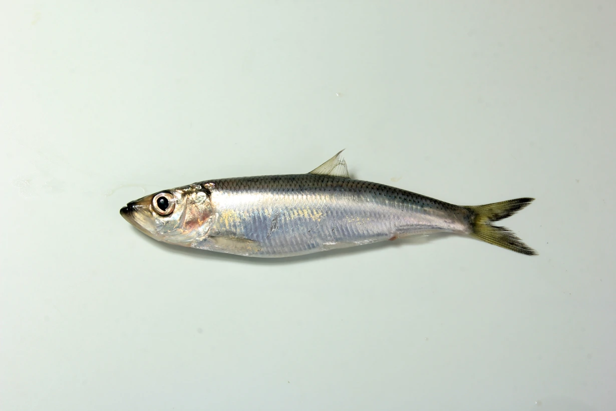 <p>NEBŪTINA ŽINOTI</p>