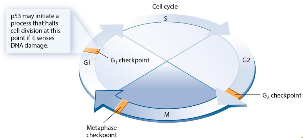 <p>If <em>p53</em> senses DNA damage, it encodes a checkpoint protein that prevents the cell from progressing from the G<sub>1 </sub>to the S phase.</p>