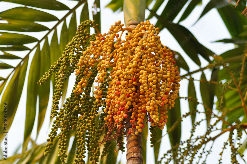 <p><strong>Common Name</strong>: <span style="background-color: transparent; font-family: "Helvetica Neue", sans-serif;">Betel Nut Palm, Bunga, Areca nut</span></p><p><strong>Parts Used</strong>: <span style="background-color: transparent; font-family: "Helvetica Neue", sans-serif;">Dried ripe nut</span></p><p><strong>Traditional Use/s</strong>: Stimulant, laxative/purgative</p><p><strong>Medicinal Use/s</strong>: Antiparasitic, antioxidant, analgesic, anti-inflammatory, antibacterial, antifungal, lipid &amp; blood glucose management</p><p><strong>Major Metabolites</strong>: <u>Arecaine, arecoline, arecaidine </u><strong><u>(alkaloids)</u></strong>; triterpenoids, tannins, flavonoids</p>