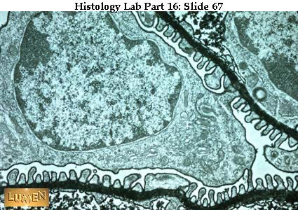<p><span><span>Name the specialized epithelial cells with footlike structures that cover the glomerular capillaries.</span></span></p>