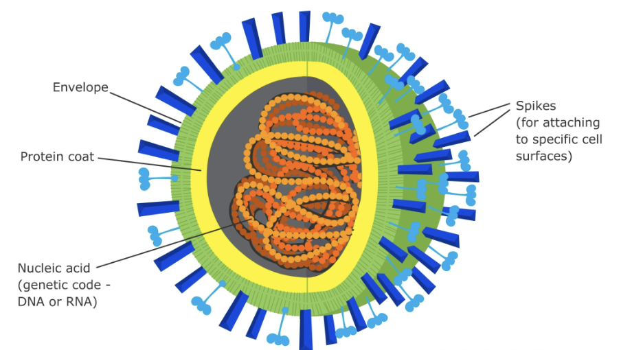<ul><li><p>spikes are proteins </p></li><li><p>function of genetic material → propagates the virus and gives the target cell instructions to make more viruses dentinal to the entered virus </p></li></ul><p></p>