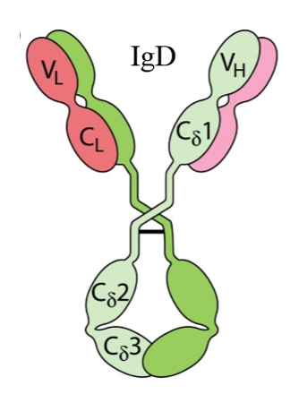 <p>→ nog niet veel van bekend</p><ol><li><p>zware keten: delta</p></li><li><p>aantal constante domeinen zware keten: 3</p></li><li><p>lichte keten: kappa of lambda</p></li><li><p>J keten: geen</p></li><li><p>moleculaire formule:</p><ol><li><p><span>δ</span><sub>2</sub>κ<sub>2</sub></p></li><li><p><span>δ</span><sub>2</sub>λ<sub>2</sub></p></li></ol></li><li><p>komt voor als monomeer</p></li></ol><p></p>