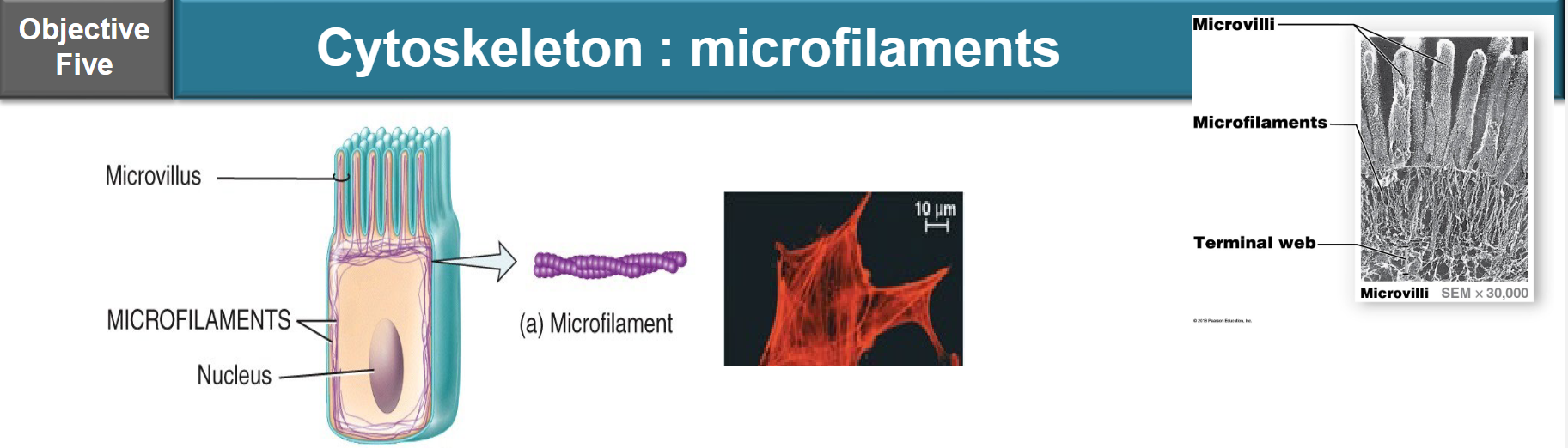 <ul><li><p>diameter: ~7nm</p><ul><li><p>comprised of actin molecules assembled in two long chains, twisted around each other</p></li><li><p>found around the periphery and lining the interior of cell</p></li></ul></li><li><p>function:</p><ul><li><p>bear tension and weight by anchoring cytoskeleton to plasma membrane proteins, and promote amoeboid mobility if required (e.g. macrophage)</p></li><li><p>assembled and disassembled as required — they are dynamic</p></li></ul></li></ul><p></p>