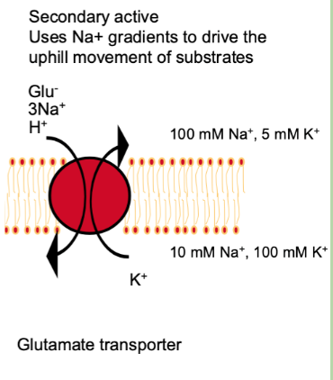<p>Neurotransmitter Transporters</p>